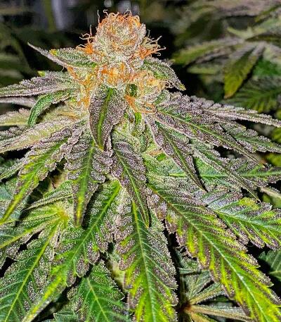 Banana Hammock RBX fem (Ethos Genetics) семена конопли