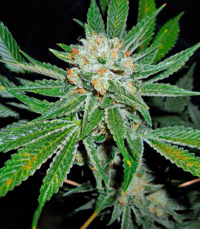 Dinachem fem семена конопли