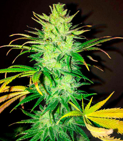 Gelato #33 fem (Advanced Seeds) семена конопли