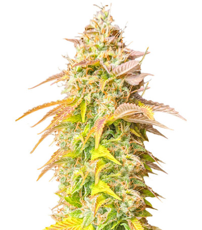 Gorilla Glue Auto fem семена конопли