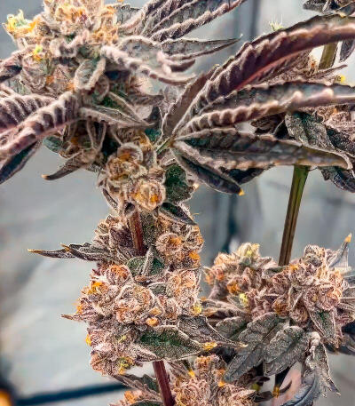 New Money fem (Compound Genetics) семена конопли