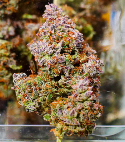 Northern Lights Auto Fem (Vision Seeds) семена конопли