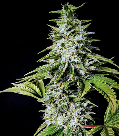 Satori fem (Mandala Seeds) семена конопли