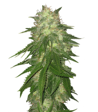 Super Hash fem (Pyramid Seeds) семена конопли