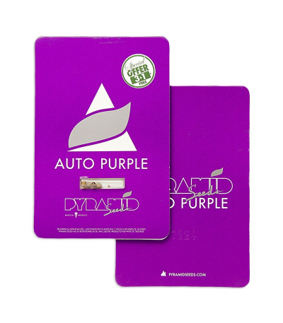 Auto Purple fem (Pyramid Seeds) семена конопли