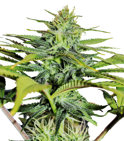 GG4 Sherbet FF fem (FastBuds) семена конопли