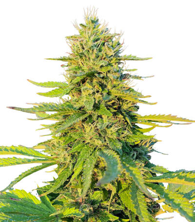 Gorilla Glue #4 Fast Version fem (Easy Grow Seeds) семена конопли