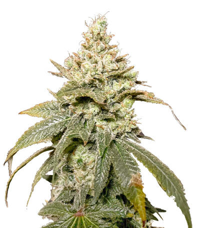 Gummy Skunk Fast Version fem (Easy Grow Seeds) семена конопли
