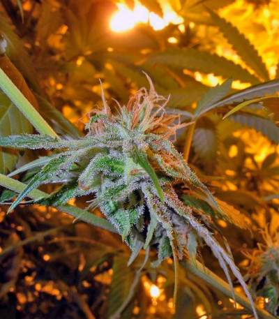 Lemon Skunk fem шишка конопли Green house seeds