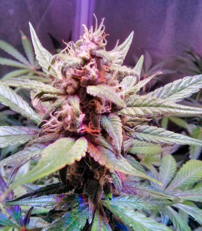 O.G. Kush fem (Royal Queen Seeds) семена конопли