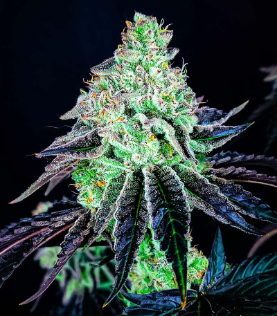 Tarte Tatin fem (Green House Seeds) семена конопли