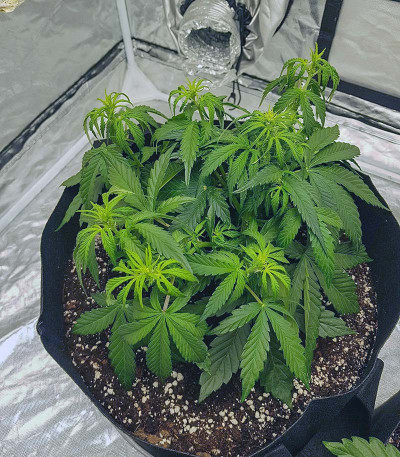 Watermelon Zkittlez Auto fem семена конопли