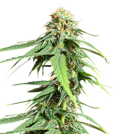 AFS Princess fem (AlphaFem Seeds) семена конопли