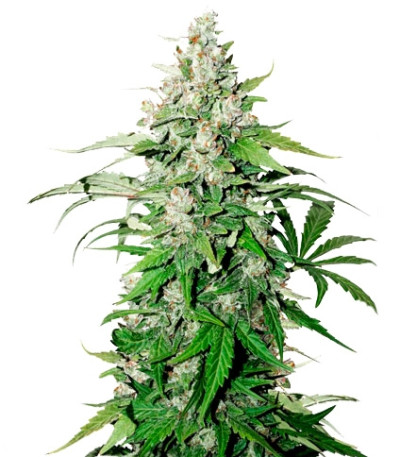 Семена Auto Cinderella Jack шишки