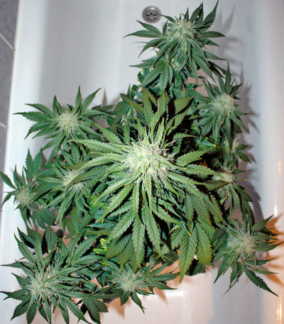 Baby Boom Auto fem семена конопли