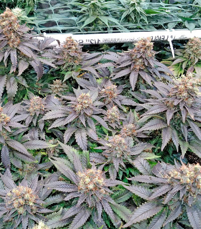 Семена конопли Blue Widow