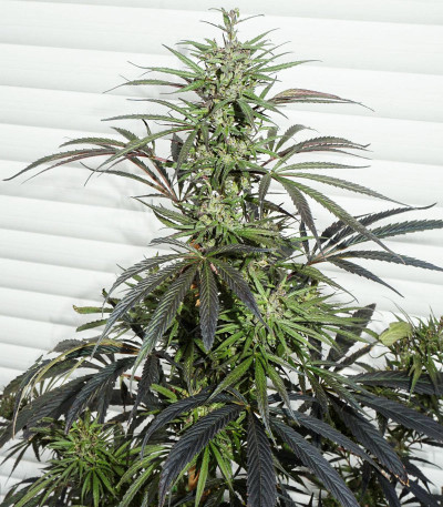 CBD Compassion fem (Dutch Passion) семена каннабиса