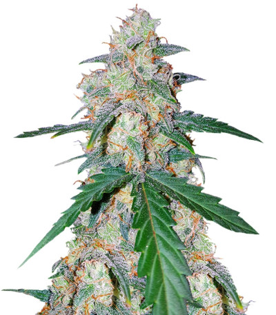G14 auto fem (FastBuds) семена конопли