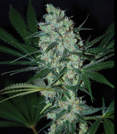 Crazy Miss Hyde fem (Samsara Seeds) семена конопли