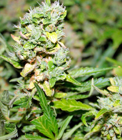 Gnomo Auto fem (Kannabia Seed Company) семена конопли