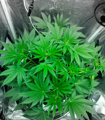 Gorilla Glue # 4 fem ( Cali Buds Seeds) семена конопли