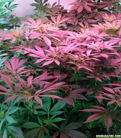 Сорт конопли Phantom OG