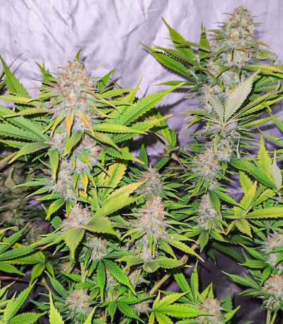 Kalashnikov Express fem (Kalashnikov Seeds) семена конопли