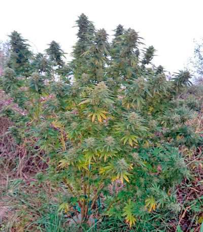 Lost Coast OG fem (Humboldt Seeds) семена конопли