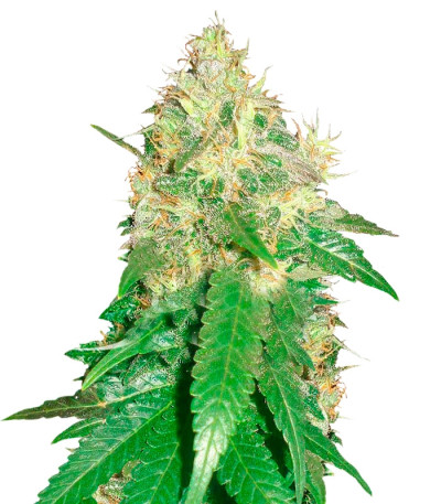 Northern Light Blue fem (Delicious Seeds) семена конопли