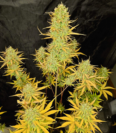 Original Auto White Widow fem (FastBuds) семена конопли