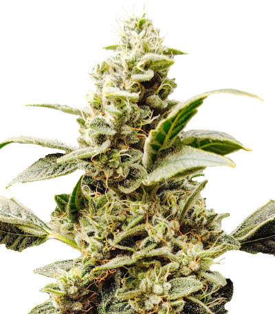 Siberian Haze fem (Kalashnikov Seeds) семена конопли