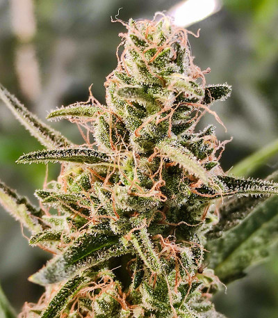 Strawberry Gorilla Auto fem (FastBuds) семена конопли