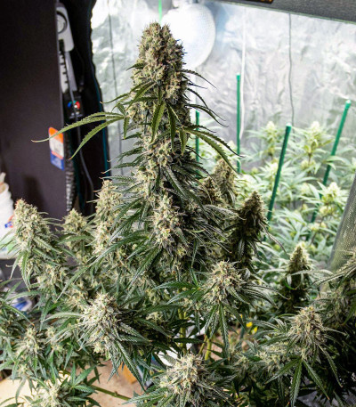 Auto Cinderella Jack fem (Dutch Passion) семена конопли