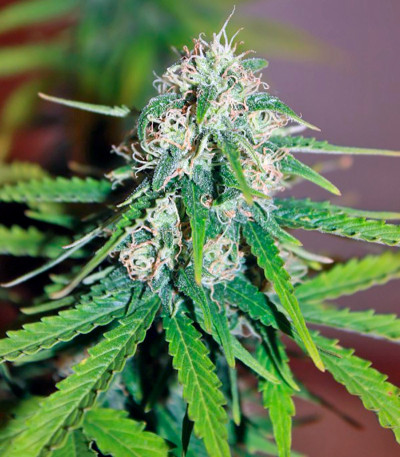 Auto Mazar fem (Dutch Passion) семена конопли