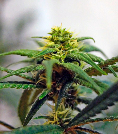 Bad Azz Kush fem семена конопли