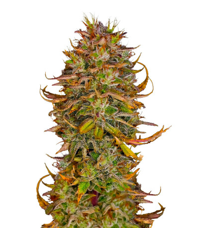 Blueberry OG fem (AlphaFem Seeds) семена конопли