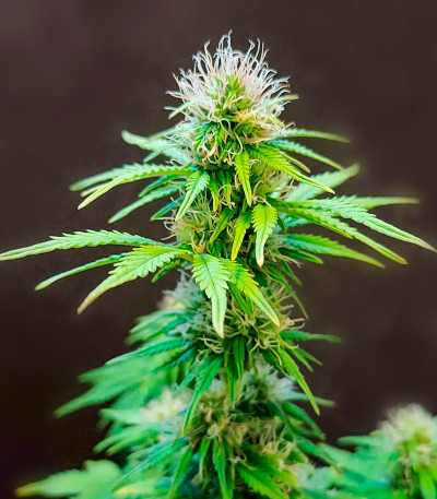 CBD Lemon Auto fem (Herbies Seeds) семена конопли