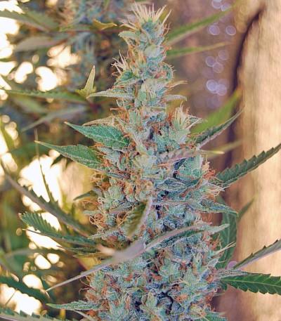 Auto Gagarin Haze fem марихуана