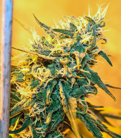 Сорт конопли Masterkush