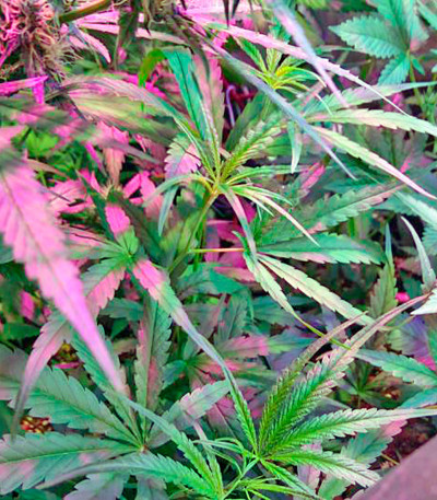 Misty Kush reg семена конопли