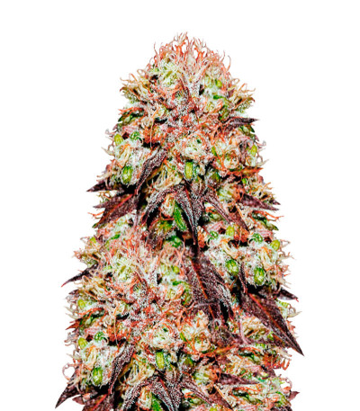 Purps OG fem (Anesia Seeds) семена конопли