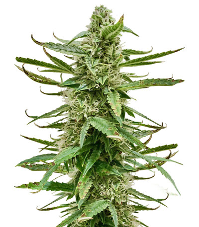 Runtz Auto fem (Barney's Farm) семена конопли
