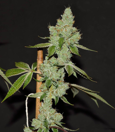 Sapphire Scout fem (Humboldt Seeds) семена конопли