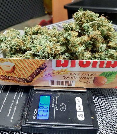 Skunk XL fem (Royal Queen Seeds) семена конопли