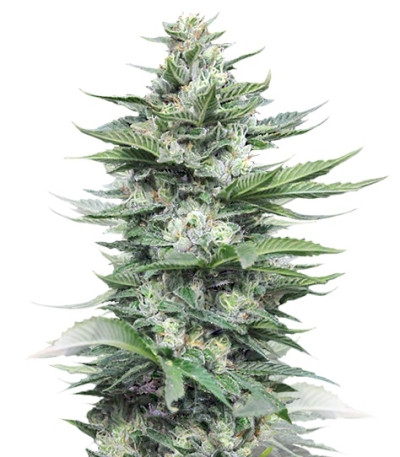Sour Diesel #2 fem (Humboldt Seeds) семена конопли