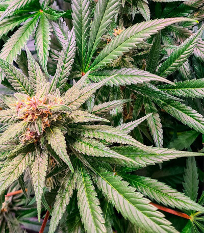 00 Kush fast fem (00 Seeds) семена конопли