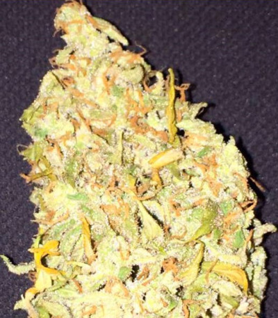 AK Full Auto fem (Sumo Seeds) семена конопли