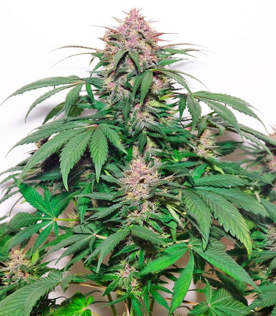 Сорт каннабиса Auto Blackberry Kush