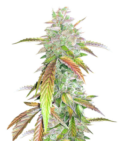 Bruce Banner fem (Cali Buds Seeds) семена конопли