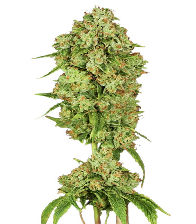 Canadian Kush 2.0 fem семена конопли